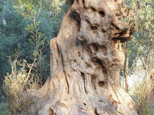 stimmungsbilder aus kreta 33 20140623 1949050770   